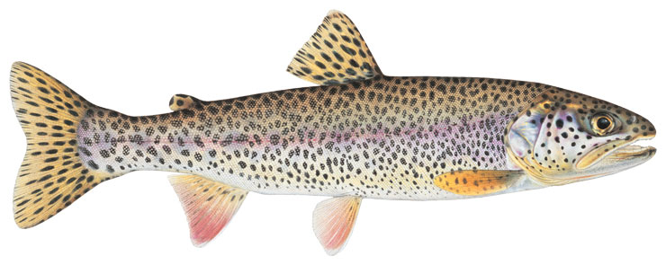 A drawing of the right-side profile of a coastal cutthroat trout.