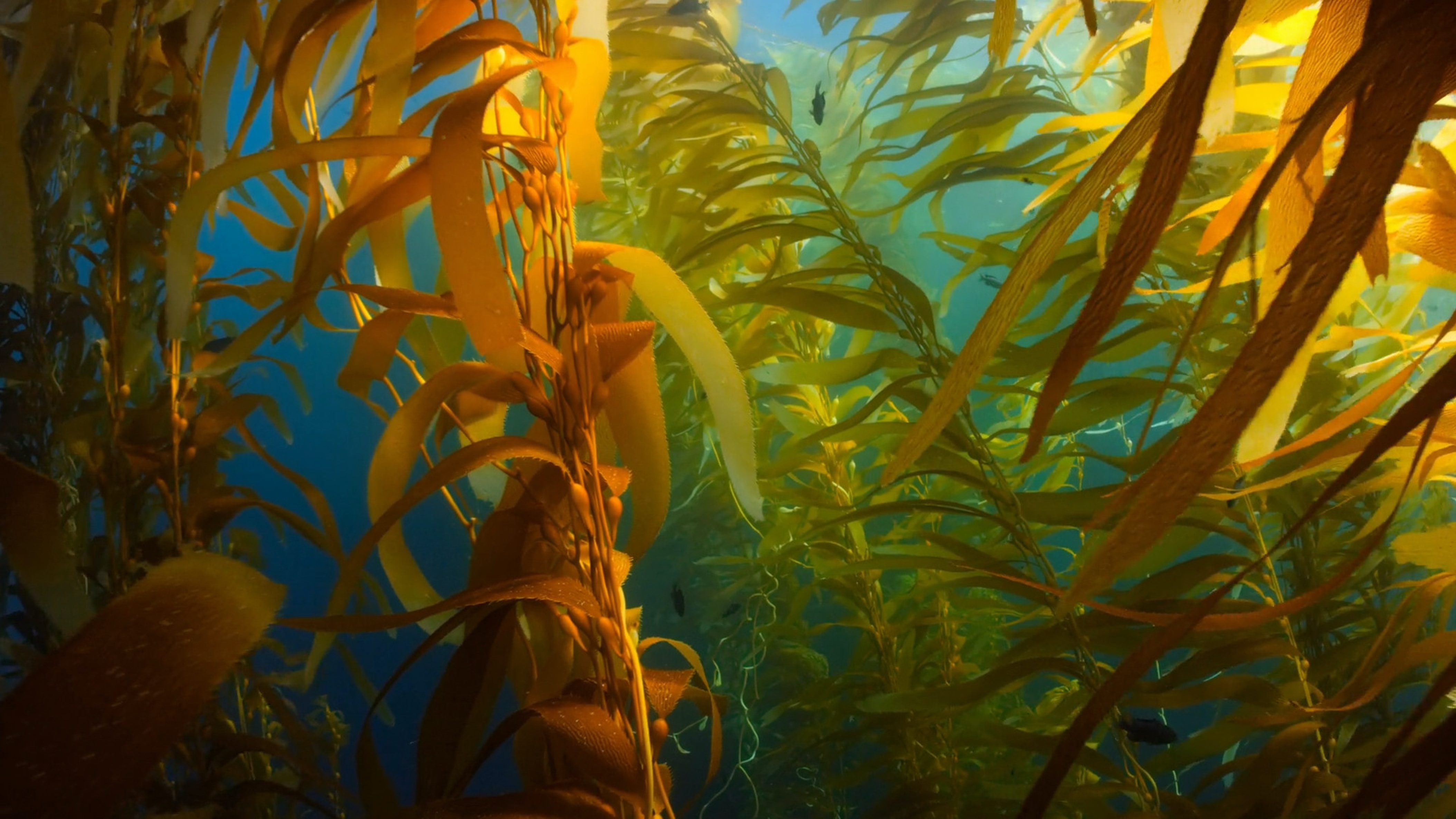 Peering through dense fronds of Giant Kelp, beneath the water.